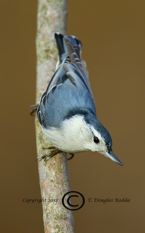 NUTHATCH